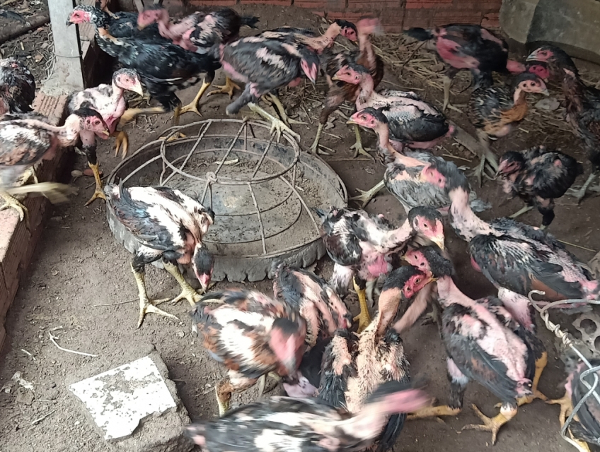 Bán gà đòn con.gà chọi con