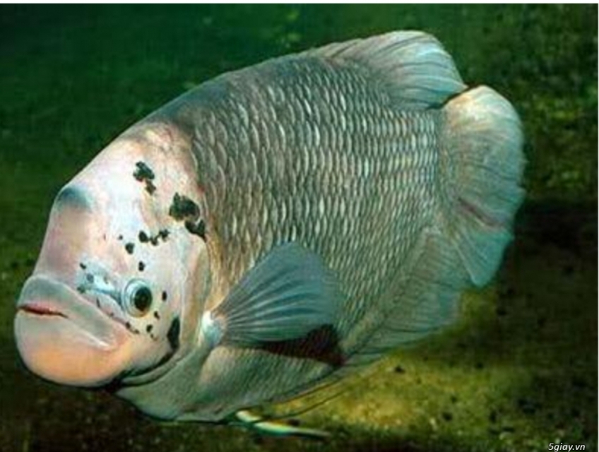 Bán cá tai tượng con giống