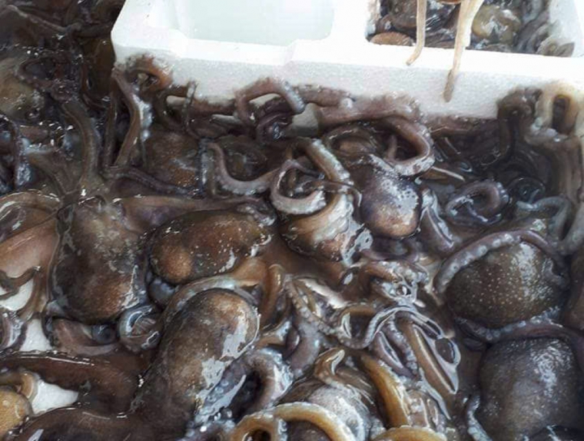 Cung cấp bạch tuộc sống Cần giờ giá sỉ