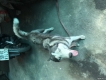 Nhà chất cần chủ mới nuôi husky 20 tháng giá 3tr fix
