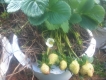 CHẬU DÂU TÂY ĐÀ LẠT CÓ TRÁI 95.000 Đ/CHẬU