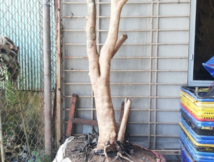 Mai vàng gốc thú có đuôi. Hoành 58cm thân, gốc đẹp