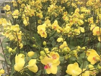 Hồ Điệp Đại - Cho Hoa Tết