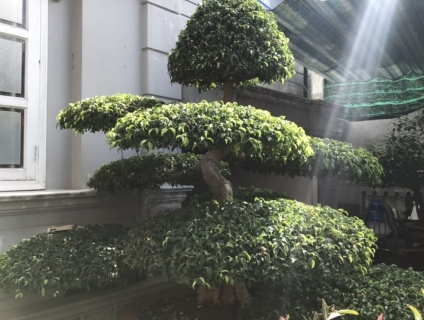 Cặp Sanh trực dáng 9 tán