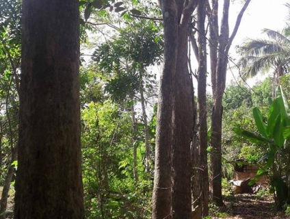 Bán cây giáng hương, cây giáng hương cổ thụ