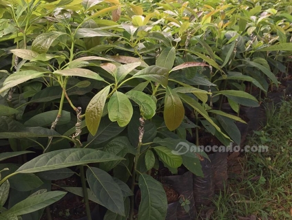 Bán Giống Bơ Hass Mỹ chất lượng đỉnh