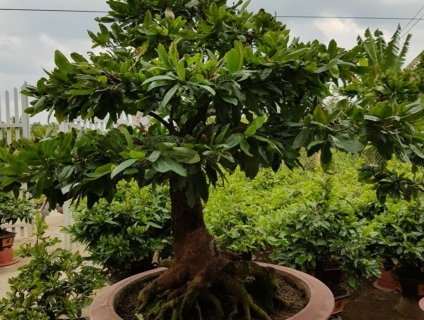 Bán hoặc cho thuê mai vàng - bonsasi ở gò vấp