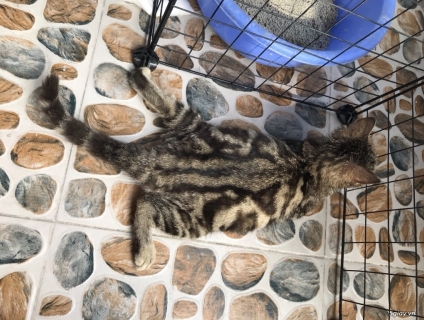 Mèo anh lông ngắn sọc dưa