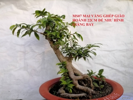 Thanh lý vườn mai vàng mai cam tại thủ đức