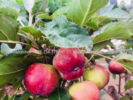 Cây táo lùn Mỹ ruột đỏ trồng được tại nhà. Tuyệt vời !!