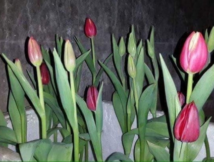 Củ giống hoa Tuylip