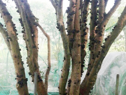 Cây nho thân gỗ Brazil đẹp-độc-lạ !!