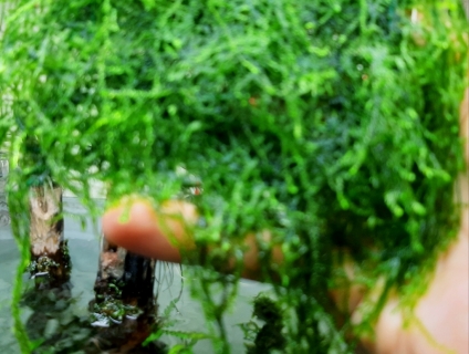 Rêu xanh sạch đây