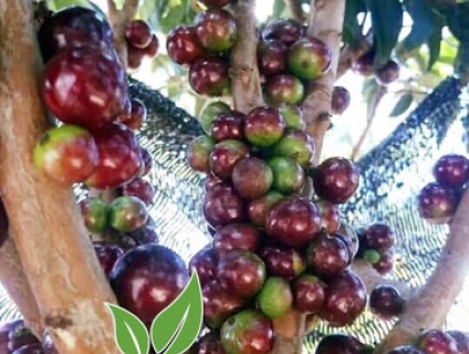 Cây nho thân gỗ Brazil, lựa chọn mới mẻ cho sân vườn !!