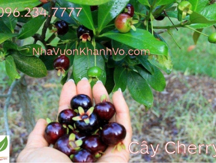 Cây cherry Brazil trồng được tại nhà, quá đơn giản !!