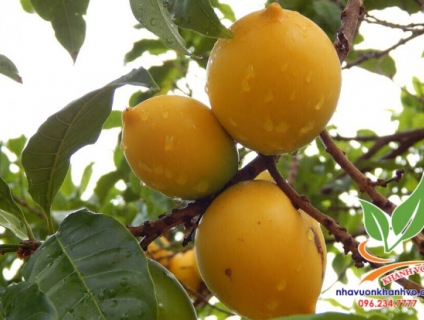 Cây Vú Sữa Hoàng Kim - trái vàng, ngọt lim.