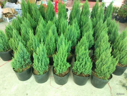 Thông noel cho mùa Giáng Sinh an lành