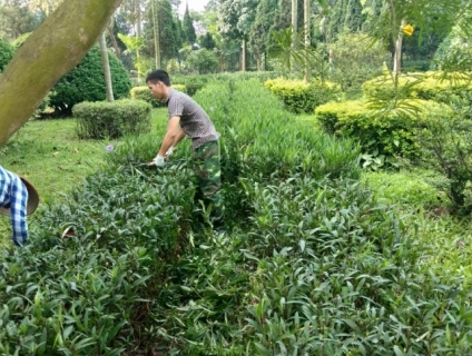 thiết kế và thi công cảnh quan nhà vườn, công ty tại Hà Nội