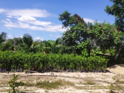 BÁN CÂY GIỐNG CAM SÀNH GIÁ SIÊU RẺ