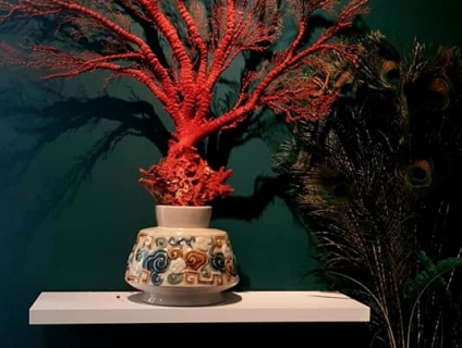 Cây San Hô Đỏ Quý Hiếm Bầy Phong Thuỷ Tại Hà Nội