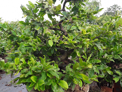 Mai Vàng Bình Định - Mai bonsai Bình Định - Mai Tết Bình Định 2020