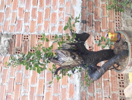 Cẩm thị quái thuần chậu