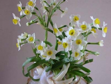 Bán củ hoa Thủy Tiên và hoa Thủy Tiên tạo dáng nghệ thuật Tết 2020