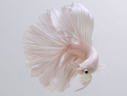 Chia sẻ kinh nghiệm nuôi và chăm sóc cá đá nhanh lớn, đẻ nhiều