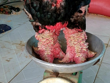 GÀ ĐÔNG TẢO CHỢ TẾT GIÁ TỐT 2020