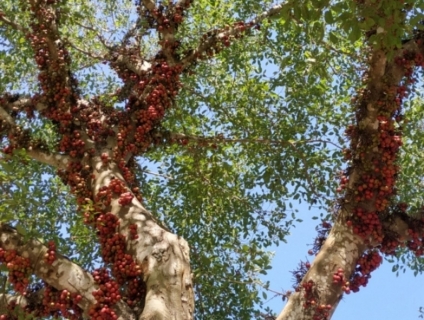 Bán cây sung cỗ thụ.