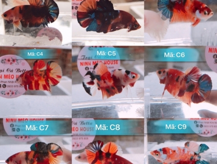 Shop betta Cần Thơ Ninh Mèo House