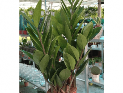 Nơi cung cấp các loại cây xanh văn phòng giá rẻ tại TP.HCM