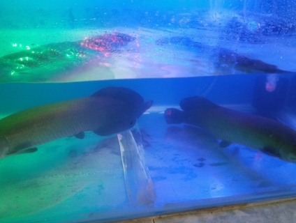 Cần bán cá Hải tượng long đẹp chuẩn giá rẻ