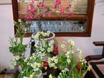 Bán hoa Thủy Tiên tạo dáng đẹp , nghệ thuật đón Tết Tân Sửu 2021