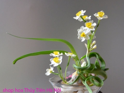 Bán hoa Thủy Tiên gọt trổ nghệ thuật nở hoa đúng Tết Tân Sửu 2021