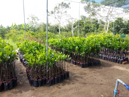 Cây giống mít Thái siêu sớm