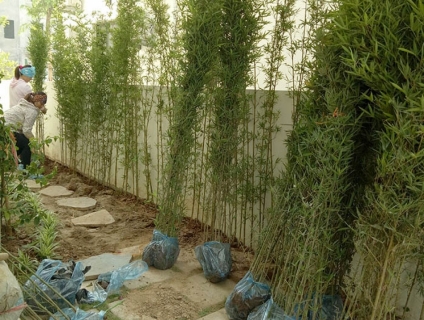 Típ Những Điều Về Cây Trúc Quân Tử