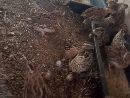 bán chim cút đang đẻ 2 tháng