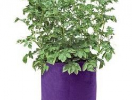 vải nỉ( xăm kim, felt) dùng may túi vải trồng cây