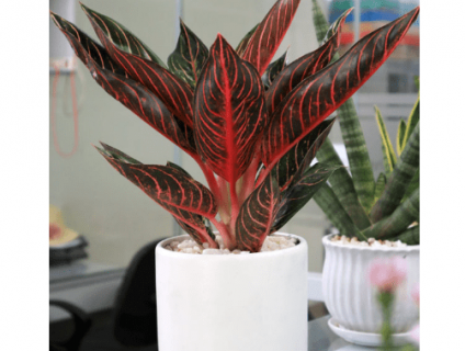 Các loại cây văn phòng để bàn ý nghĩa, dễ chăm sóc