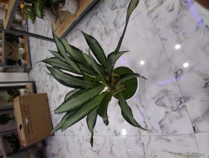 Bán cây xanh để bàn giá rẻ