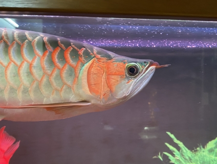 Nghỉ game thanh lý huyết & két kinhkong