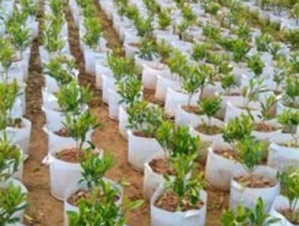 Sản xuất vải nỉ( xăm kim ) may túi vải trồng cây