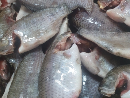 Cần đầu ra cá rô phi và các loại cá làm sạch cung cấp suất ăn CN