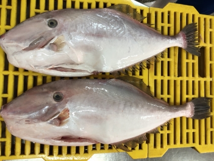 Cá bò da phân phối nhà hàng quán nhậu giá tốt