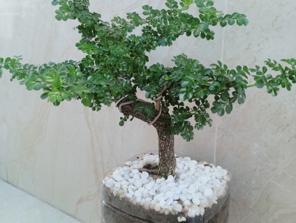 Cây Kiểng bon Sai