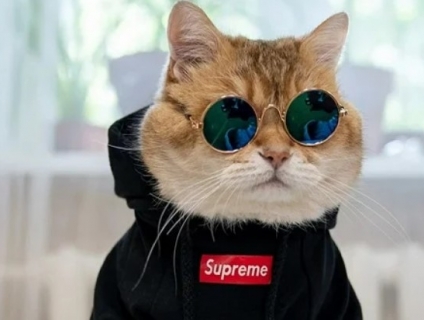 TOP 6 BỘ ĐỒ THÚ CƯNG CHO BÉ PET SIÊU ĐÁNG YÊU NĂM 2022