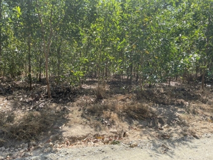 Bán lô đất đường Quốc Lộ 1A, x.Xuân Hoà, Xuân Lộc, Đồng Nai