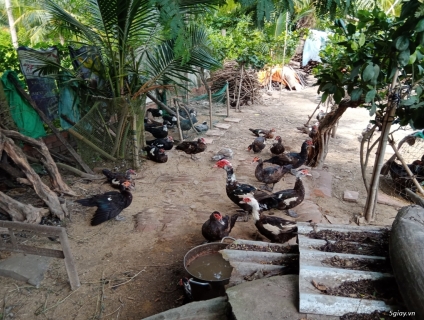 Bán vịt xiêm giống Bến Tre