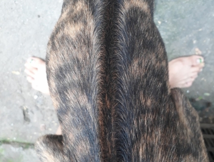 Chó phú quốc vện soáy dài